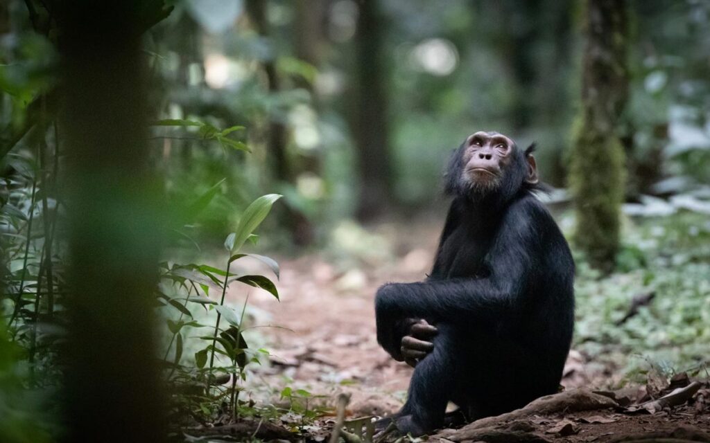 activities at Queen Elizabeth National Park