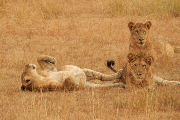 activities in Queen Elizabeth National Park